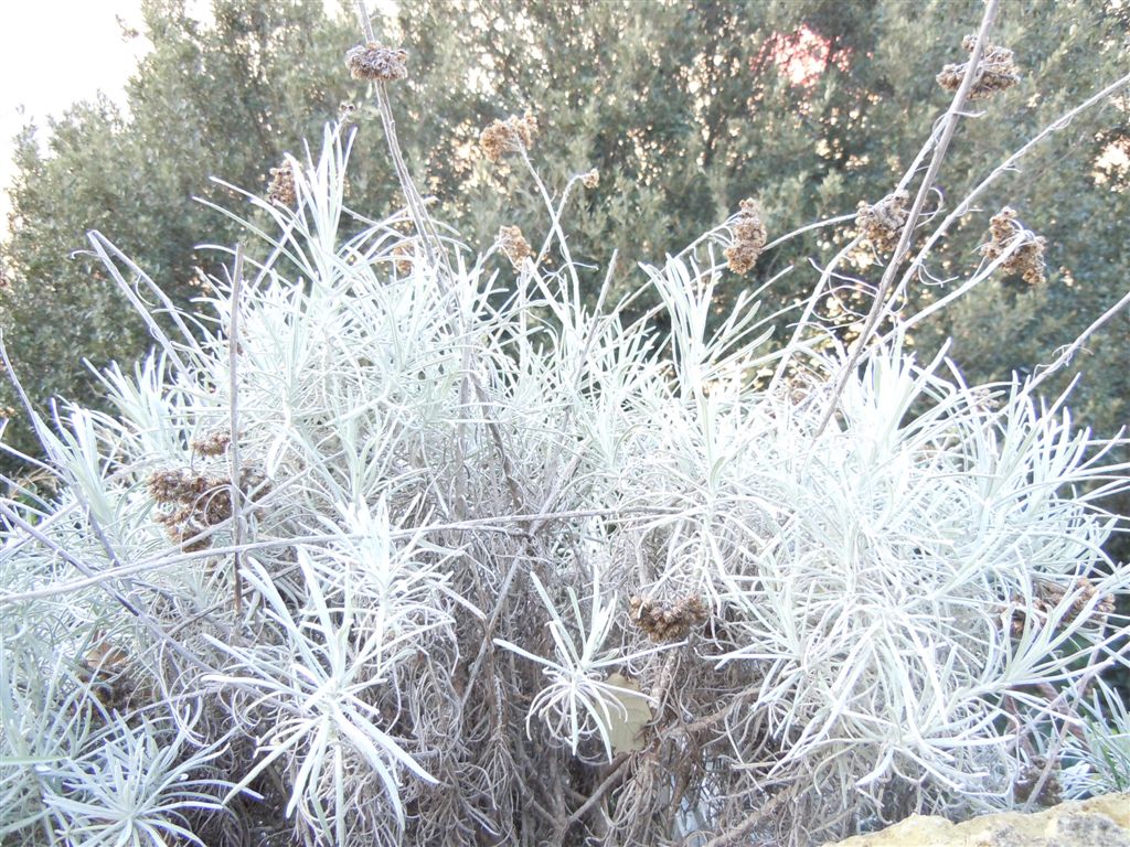 Pianta da Posillipo - Helichrysum litoreum
